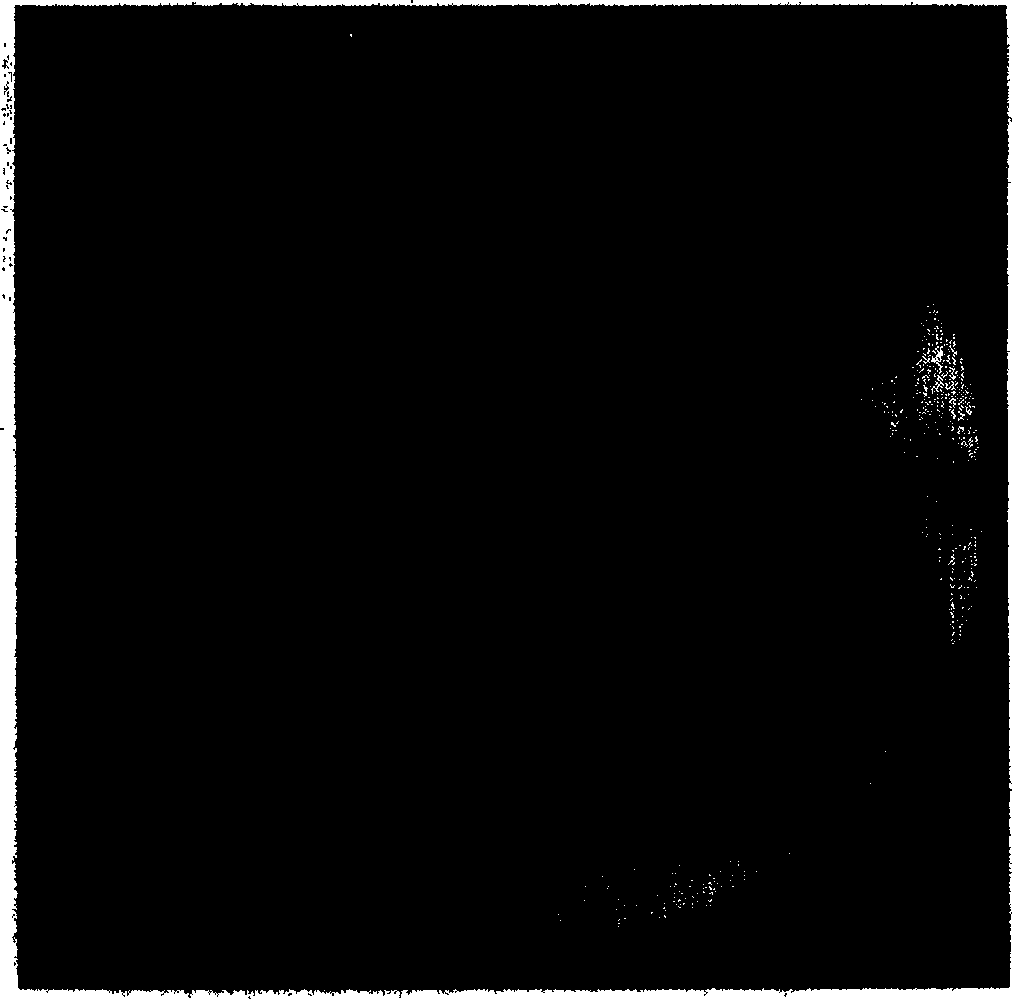 One strain of streptonmyces lydicus and its application in treatment and prevention of plant's disease