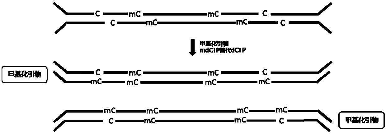 Hemi-M methylation-modified primer and application thereof