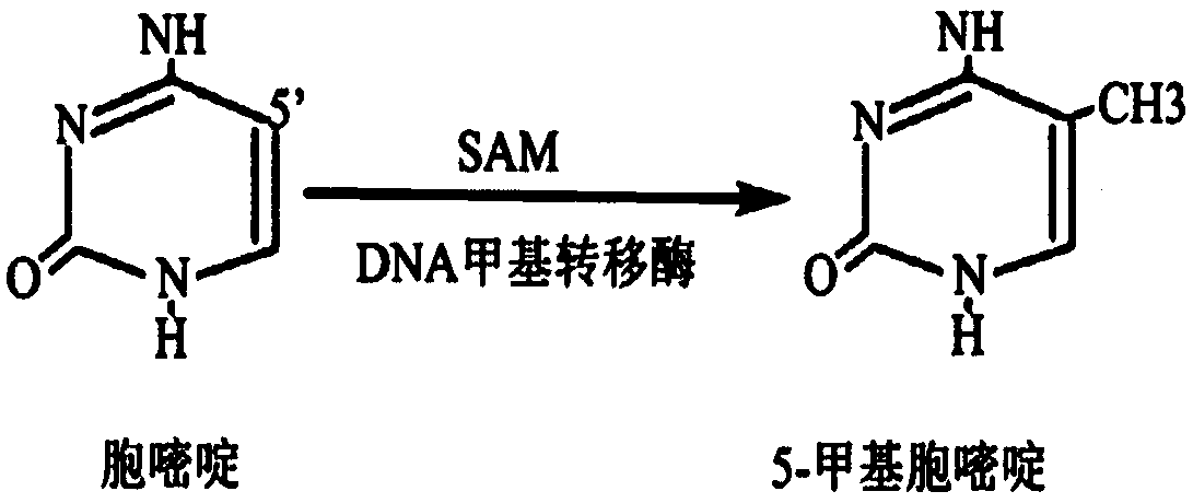 Hemi-M methylation-modified primer and application thereof