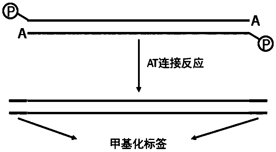 Hemi-M methylation-modified primer and application thereof