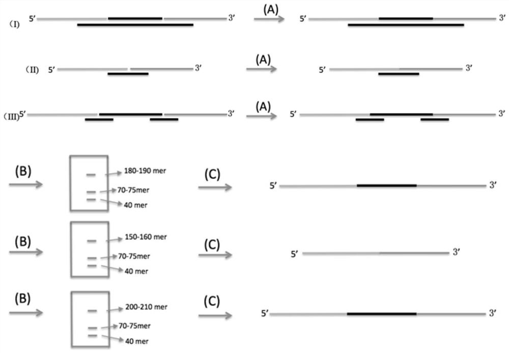 Nucleic acid target capture sequencing library preparation method based on long-chain molecular inversion probe