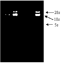 Biological sensitive detecting method for heavy metal cadmium in seawater