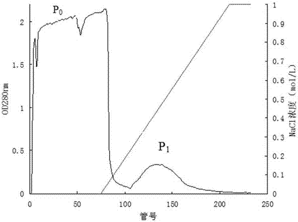 Radix rehmanniae protein nano-particles and preparation method thereof