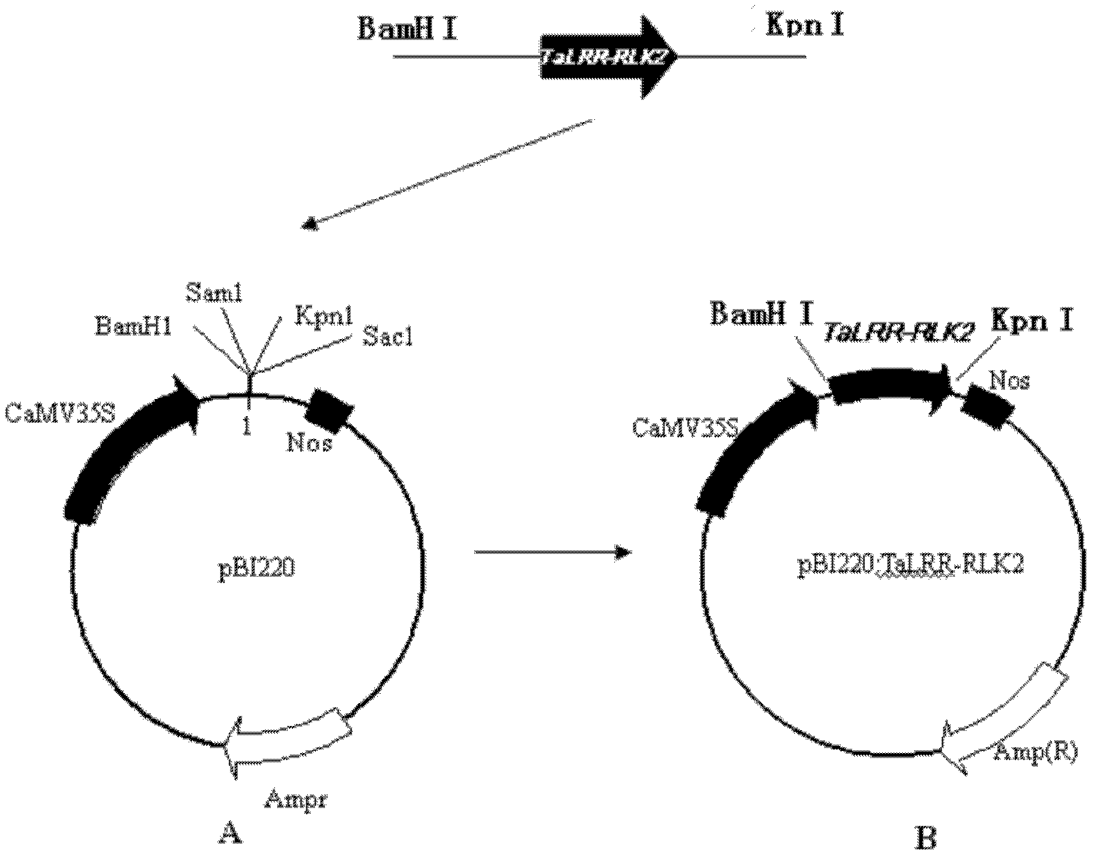 Receptor-like protein kinase gene, and expression vector and application thereof