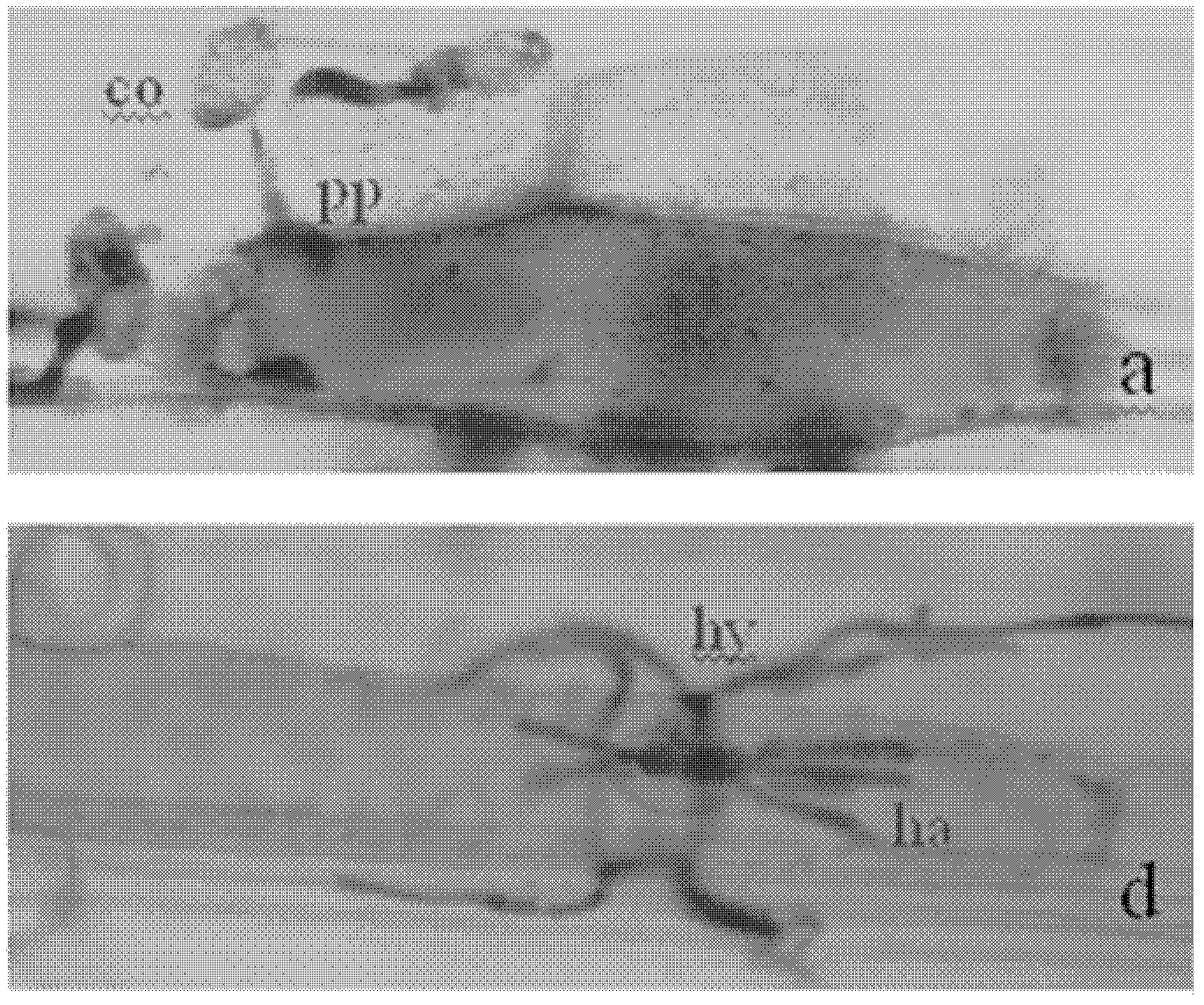 Receptor-like protein kinase gene, and expression vector and application thereof