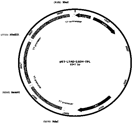 Method for preparing levodopa with one-pot enzymatic method