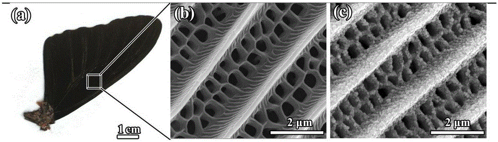 Carbon-based nanoparticle film having anti-reflection micro-nanometer structure and preparation method