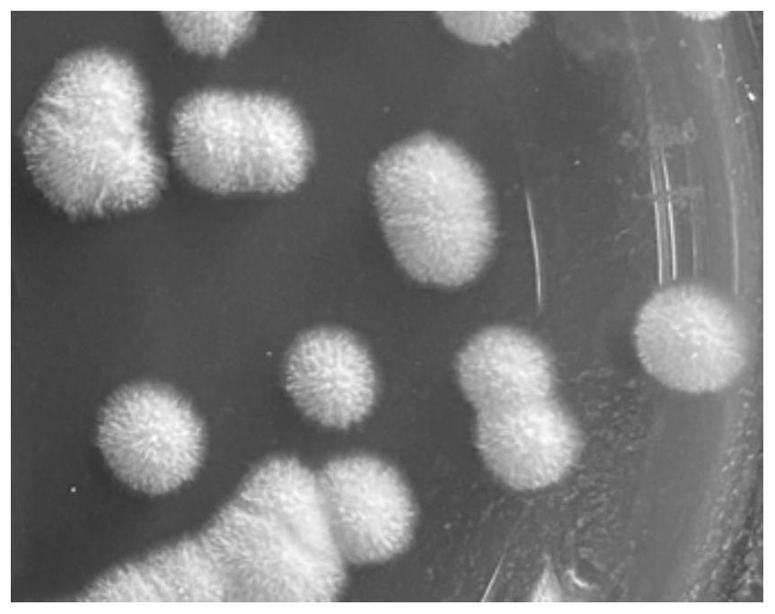 Strain of saccharomycopsis fibuligera cx-3 capable of producing aroma substances at high yield and application of strain