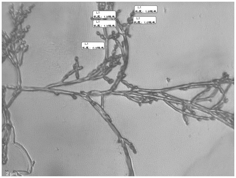 Strain of saccharomycopsis fibuligera cx-3 capable of producing aroma substances at high yield and application of strain