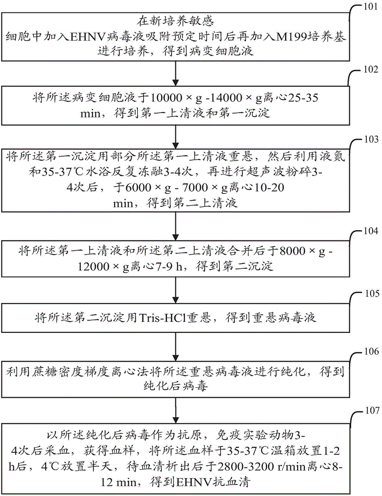 Preparation method and application of EHNV (Epizootic Haematopoietic Necrosis Virus) antiserum