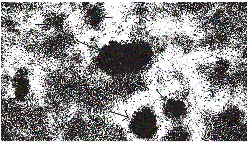 Preparation method and application of EHNV (Epizootic Haematopoietic Necrosis Virus) antiserum