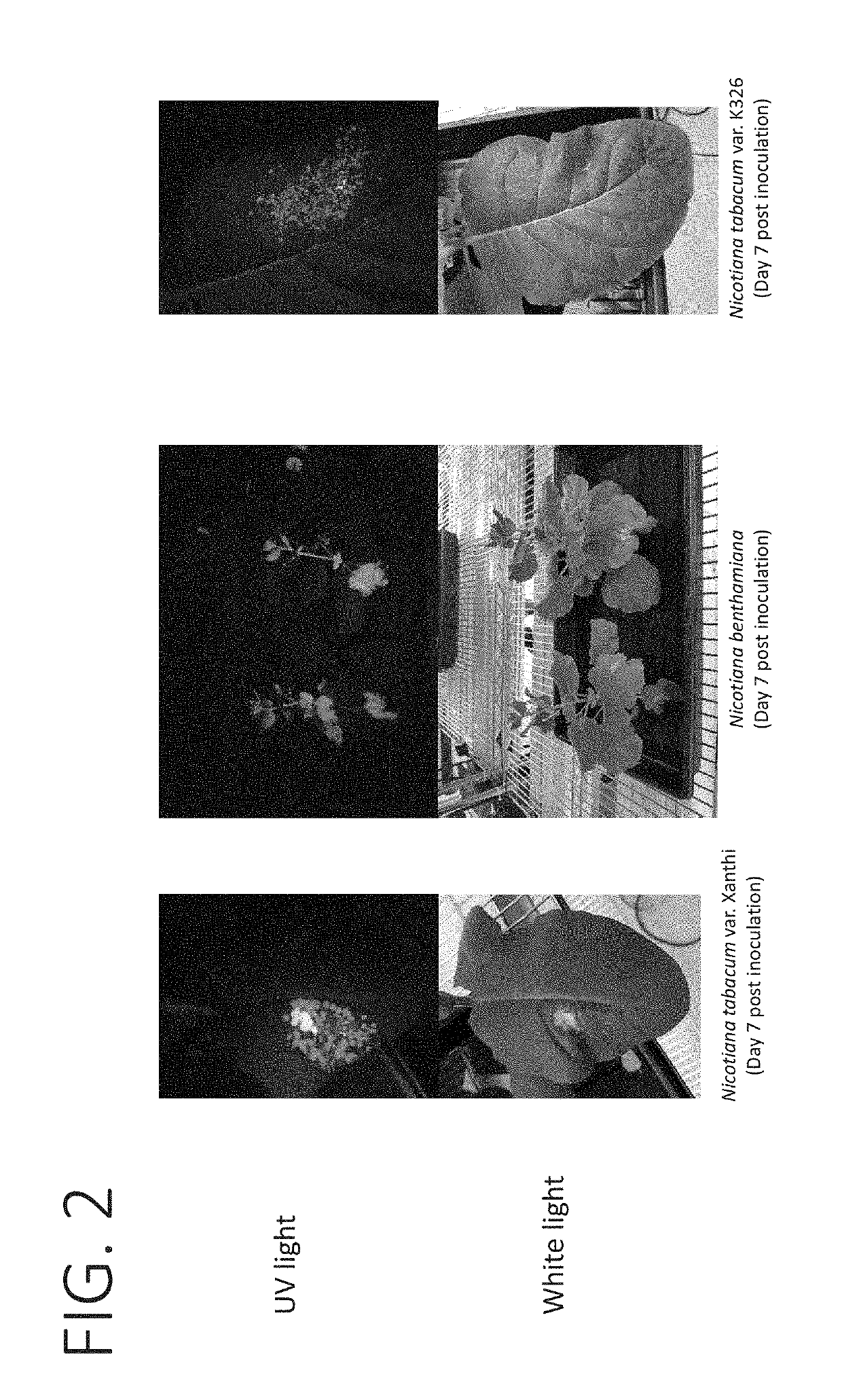 Methods and compositions for viral-based gene editing in plants