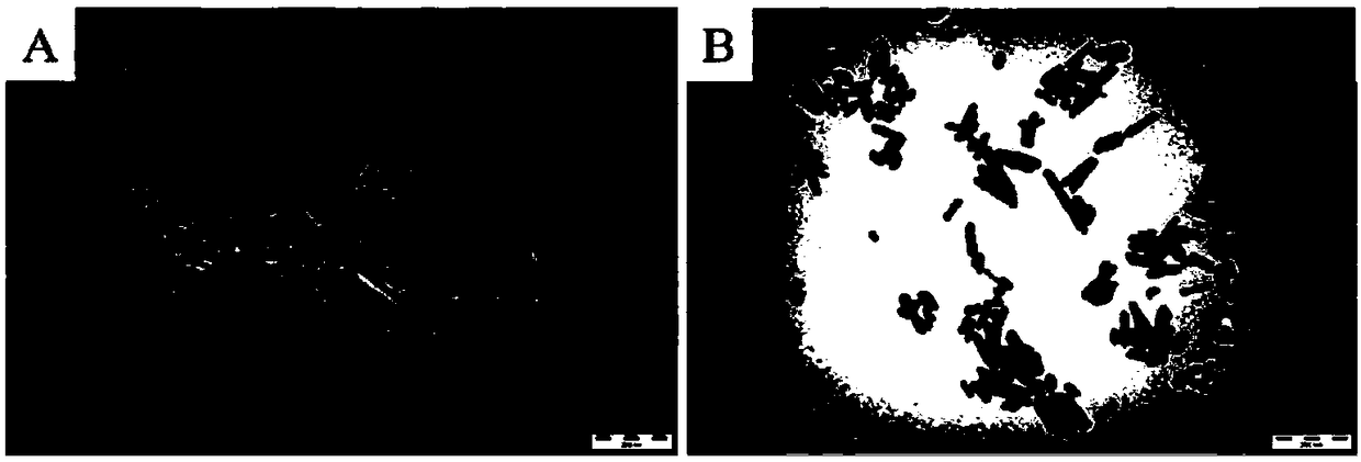 Bone wax with bone repair function as well as preparation method and application thereof