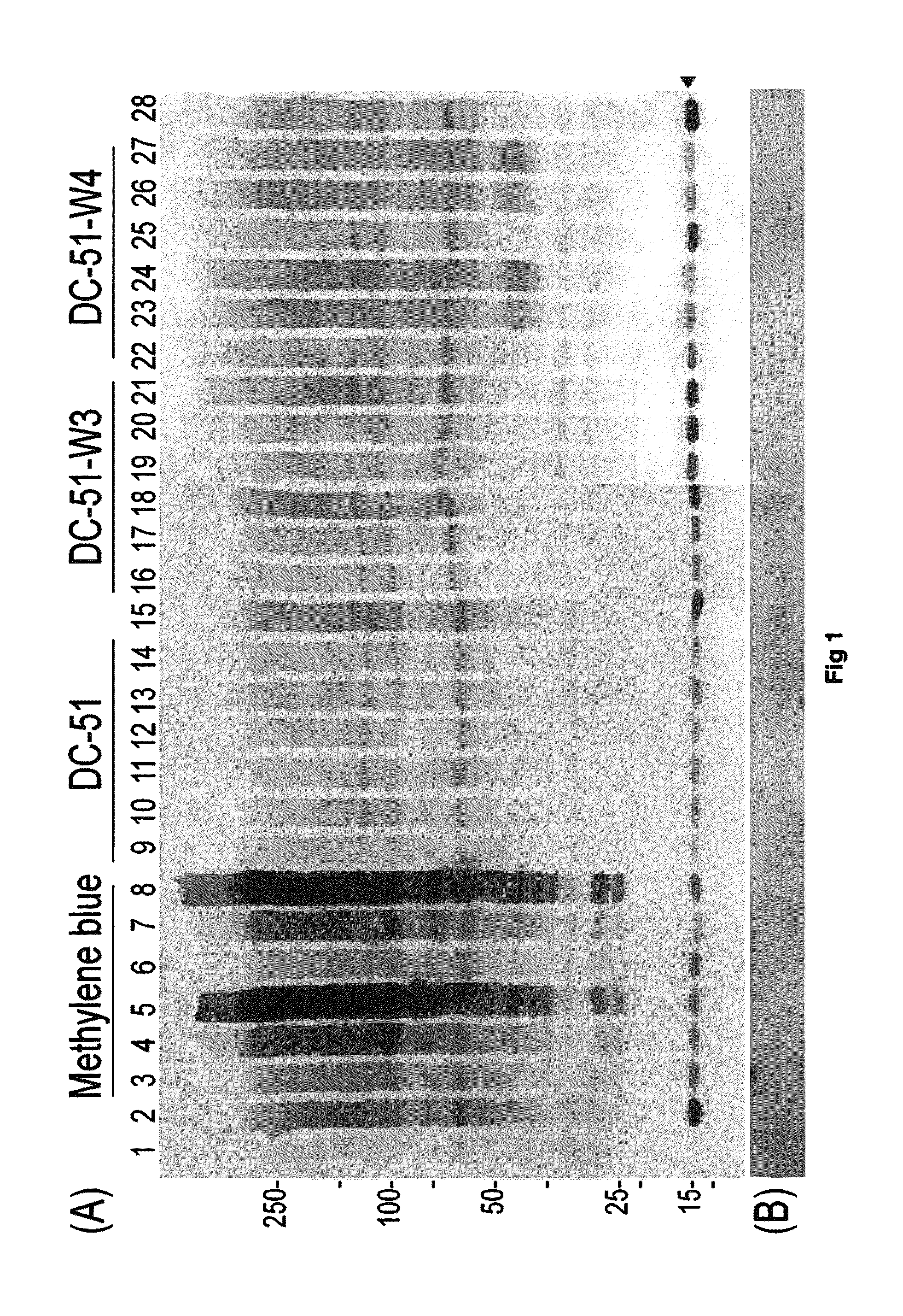 Compounds and compositions for use as modulators of tau aggregation and alleviation of tauopathies