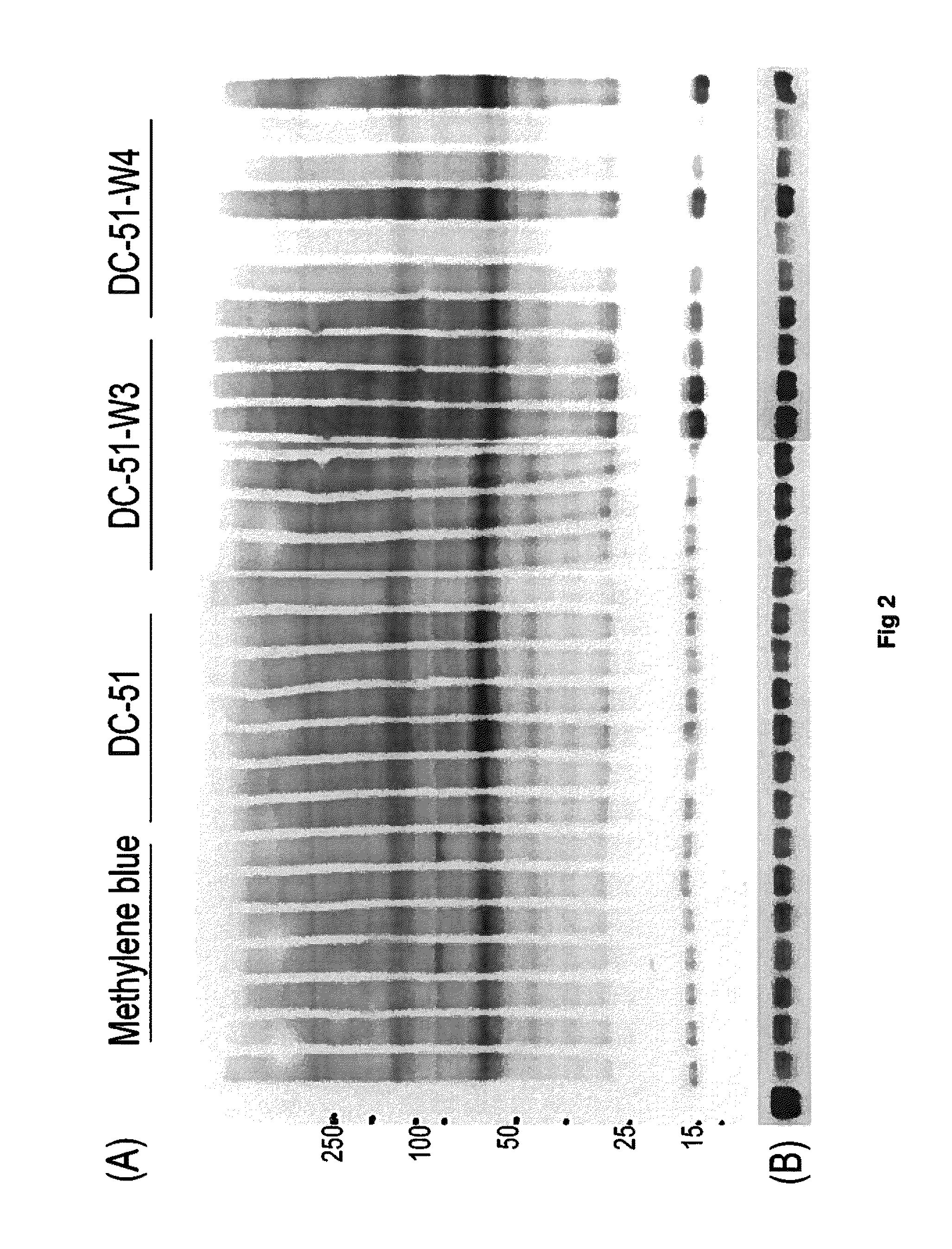 Compounds and compositions for use as modulators of tau aggregation and alleviation of tauopathies