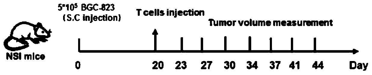 Gastric cancer pharmaceutical composition and application thereof