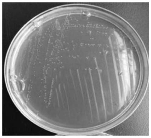 Bacterial enzyme synergistic fermentation method of rapeseed meal