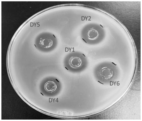 Bacterial enzyme synergistic fermentation method of rapeseed meal