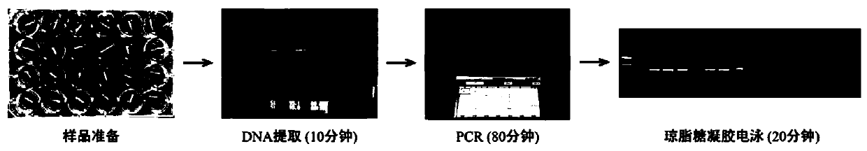 SNP locus, primer and method for quickly identifying individual gender of takifugu obscurus