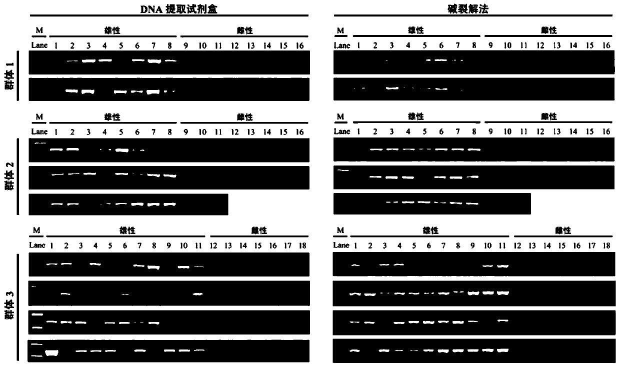 SNP locus, primer and method for quickly identifying individual gender of takifugu obscurus