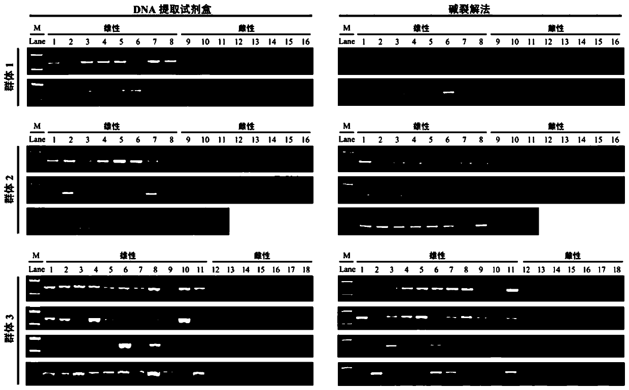 SNP locus, primer and method for quickly identifying individual gender of takifugu obscurus