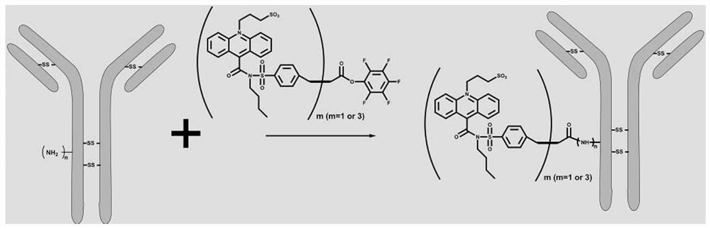 Kit and method for detecting novel coronavirus SARS-CoV-2 antibody