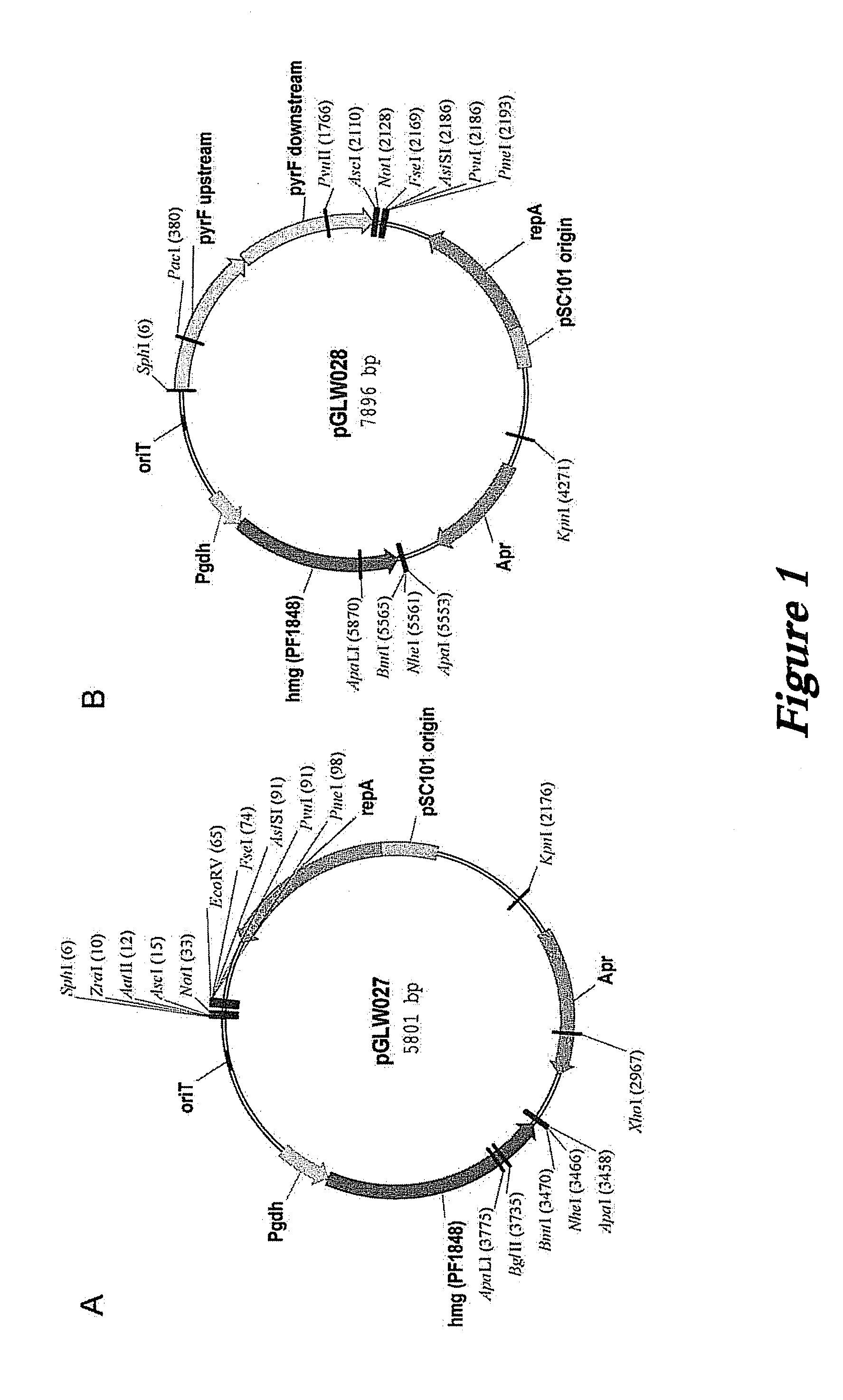 Pyrococcus furiosus strains and methods of using same