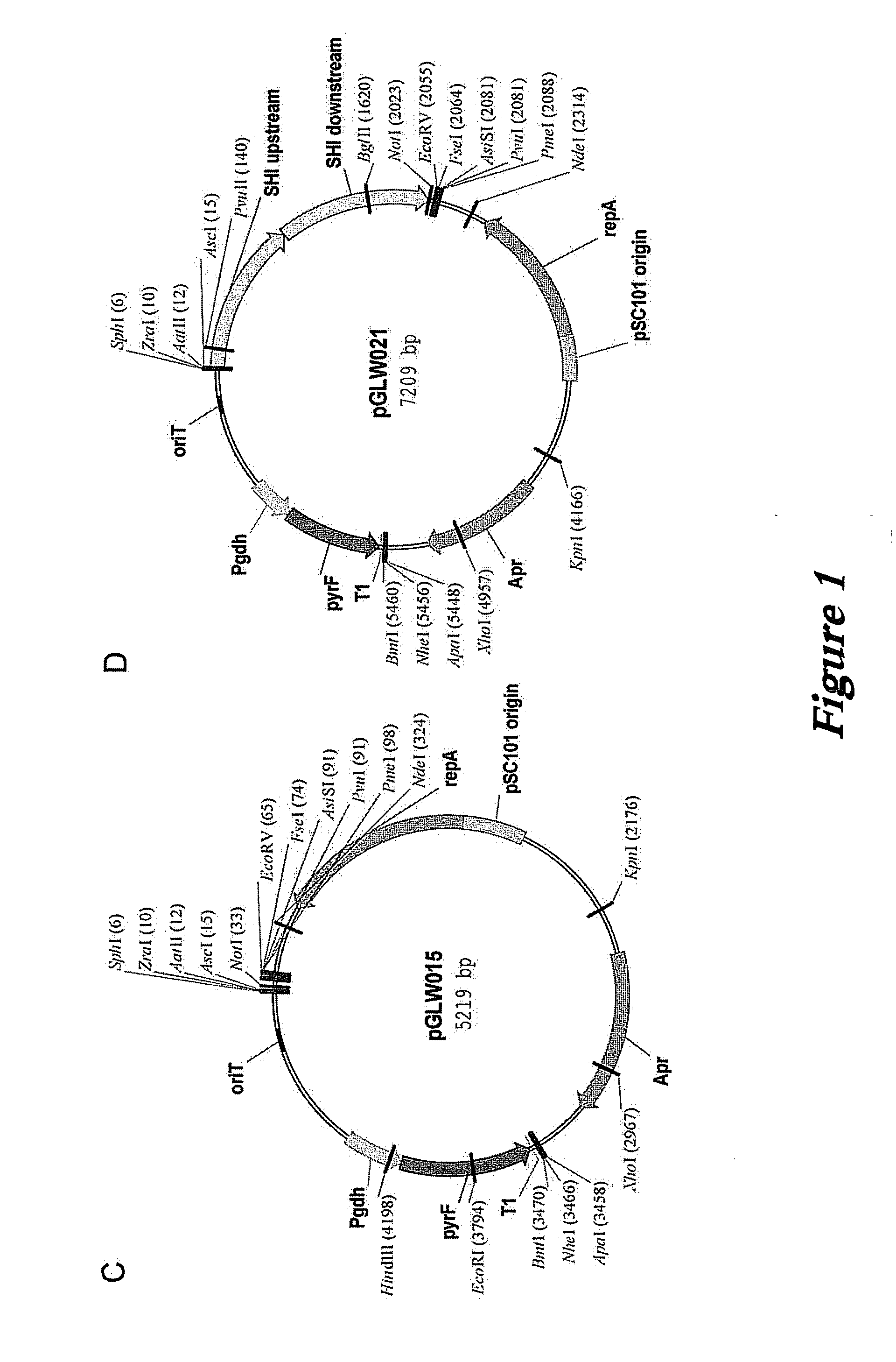 Pyrococcus furiosus strains and methods of using same