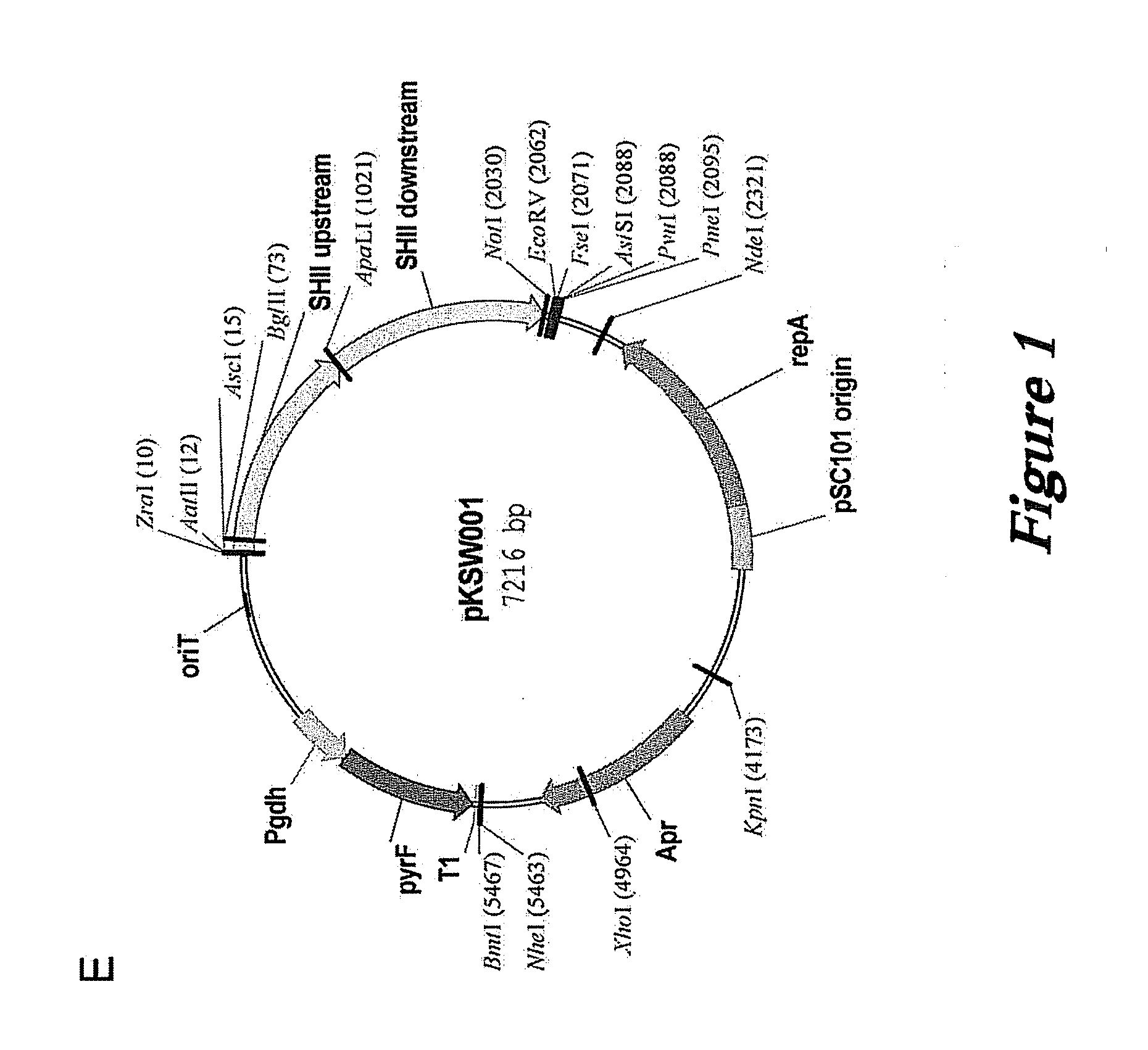 Pyrococcus furiosus strains and methods of using same