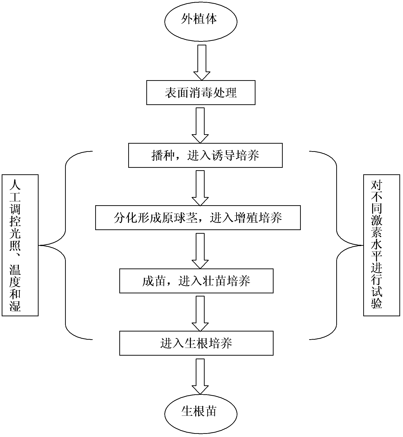 Tissue culture method for Cymbidium floribundum