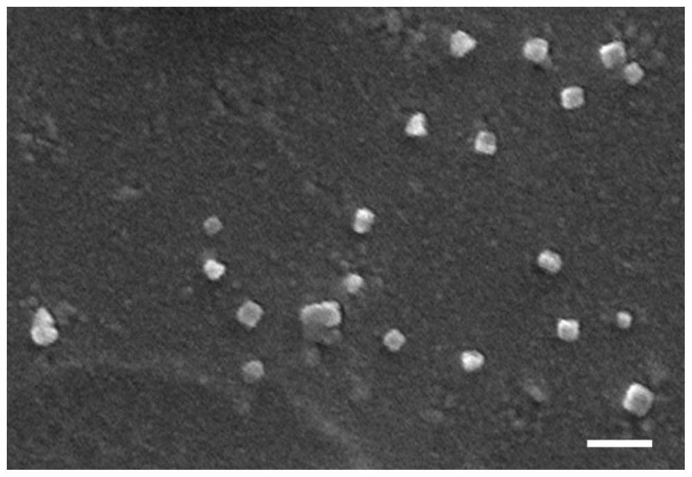 TA-siRNA nanogel as well as preparation method and application thereof