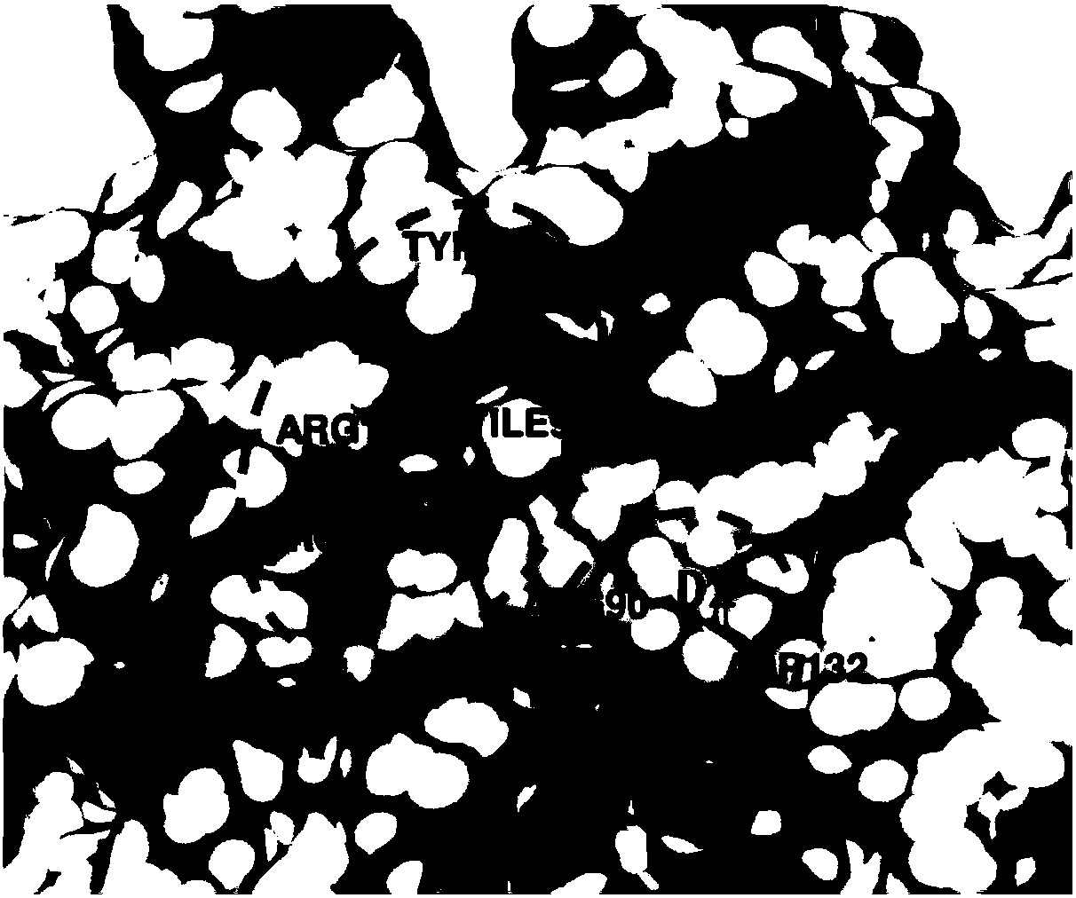 Use of benzyloxycarbonyl-l-glutamic acid in the preparation of blys antagonists