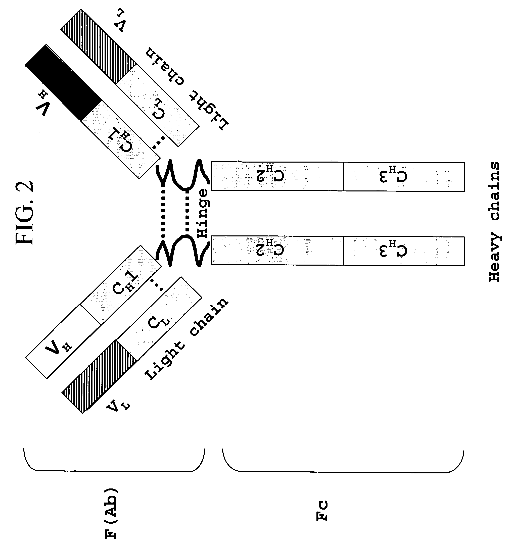 Recombinant production of mixtures of antibodies