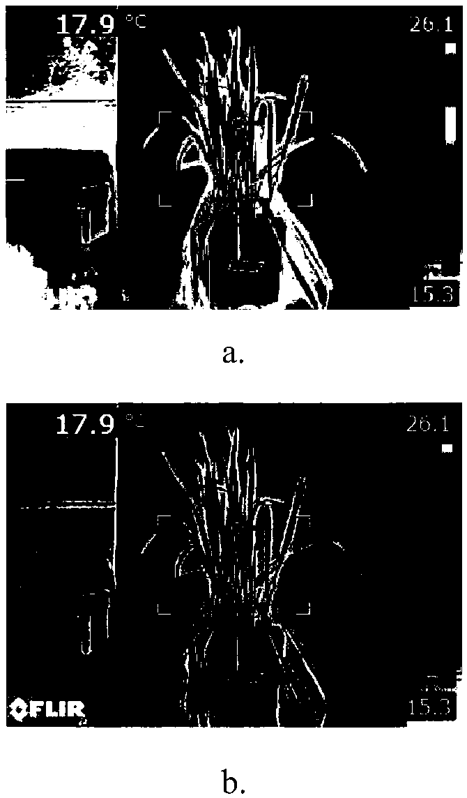 Grading method of wheat leaf rust based on infrared thermal imaging edge detection