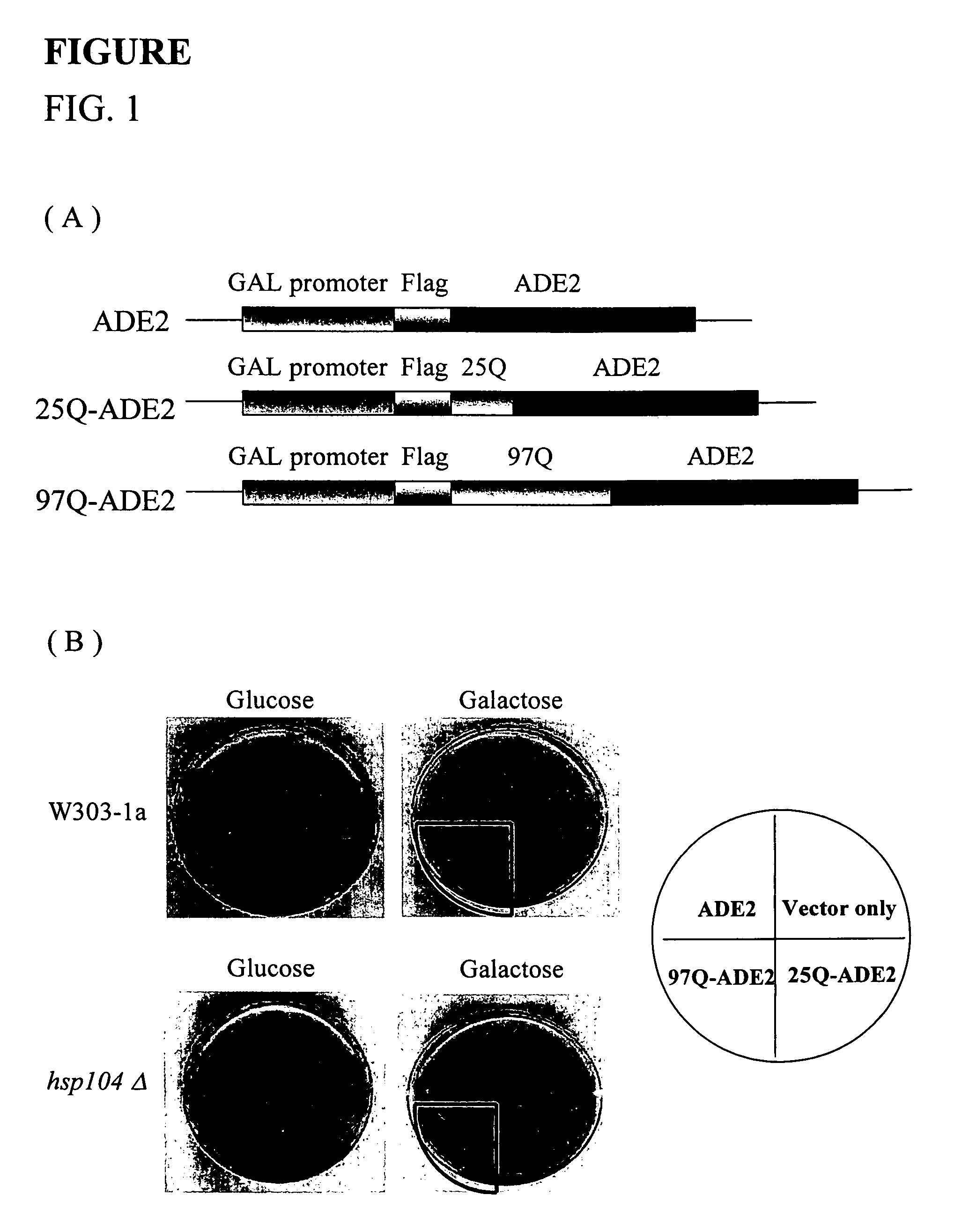 Recombinant protein and method of screening for agents that modulate polypeptide aggregation