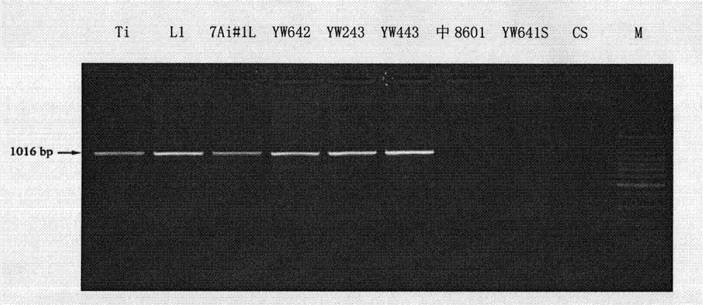 Aided identification method of wheat with resistance to yellow dwarf and special primer pair thereof