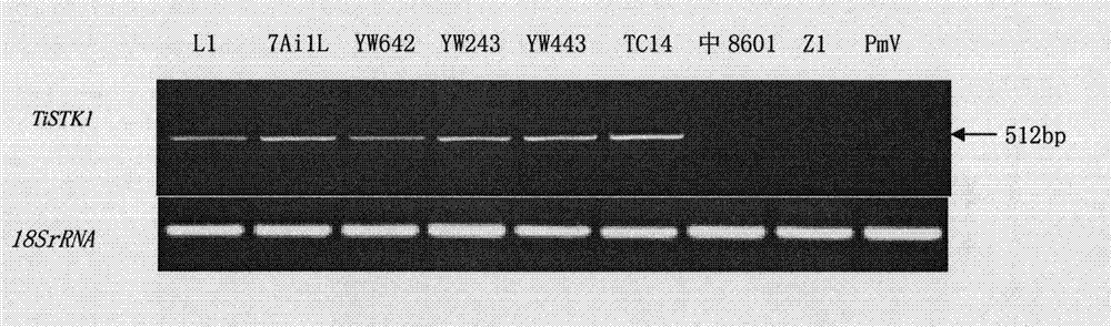 Aided identification method of wheat with resistance to yellow dwarf and special primer pair thereof