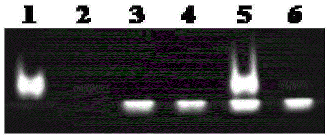 Application of water-soluble porphyrin in preparing photodynamic therapy medicine