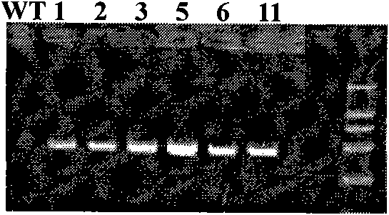 Brassica napobrassica growth regulatory factor gene GRF2 and application thereof