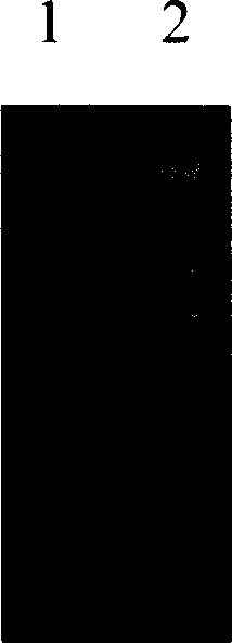 Saccharomyce engineering strain for expressing cbh2 gene and its construction method