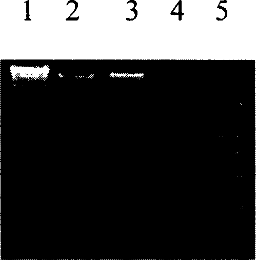 Saccharomyce engineering strain for expressing cbh2 gene and its construction method