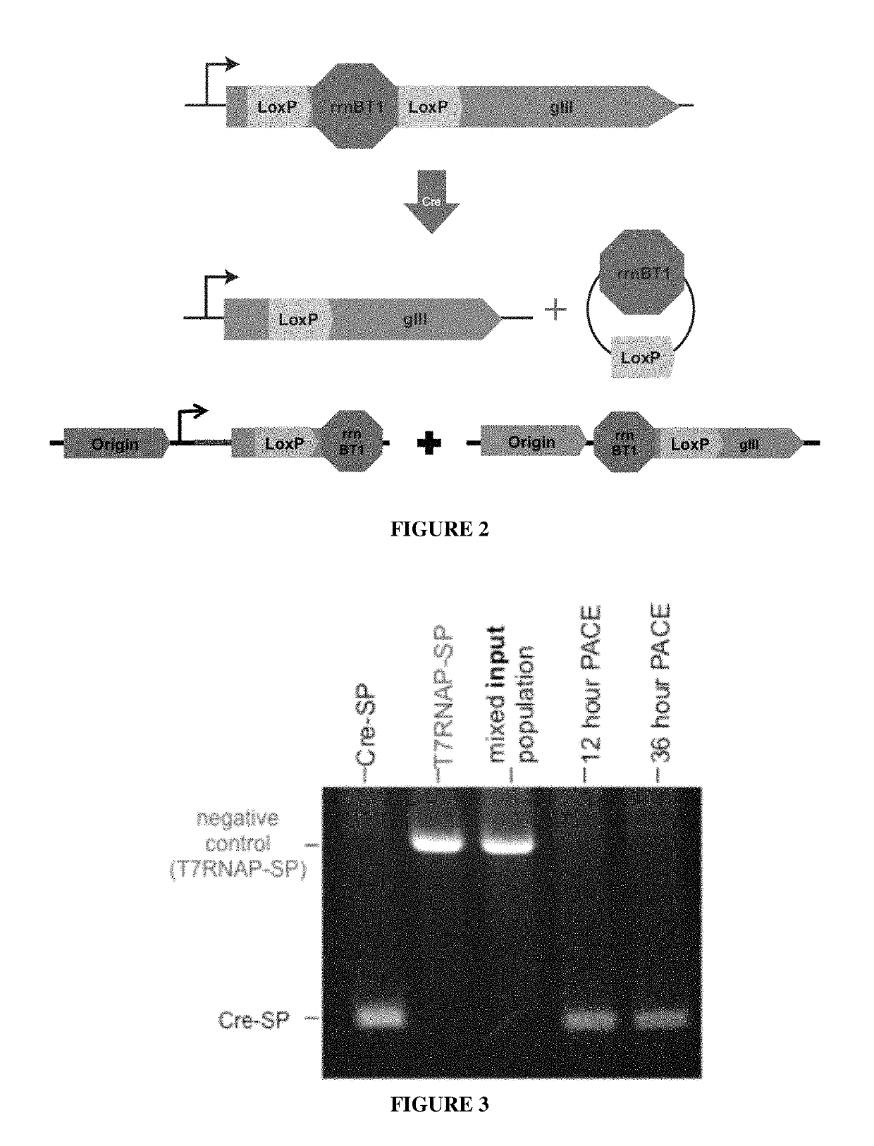 Evolution of site-specific recombinases