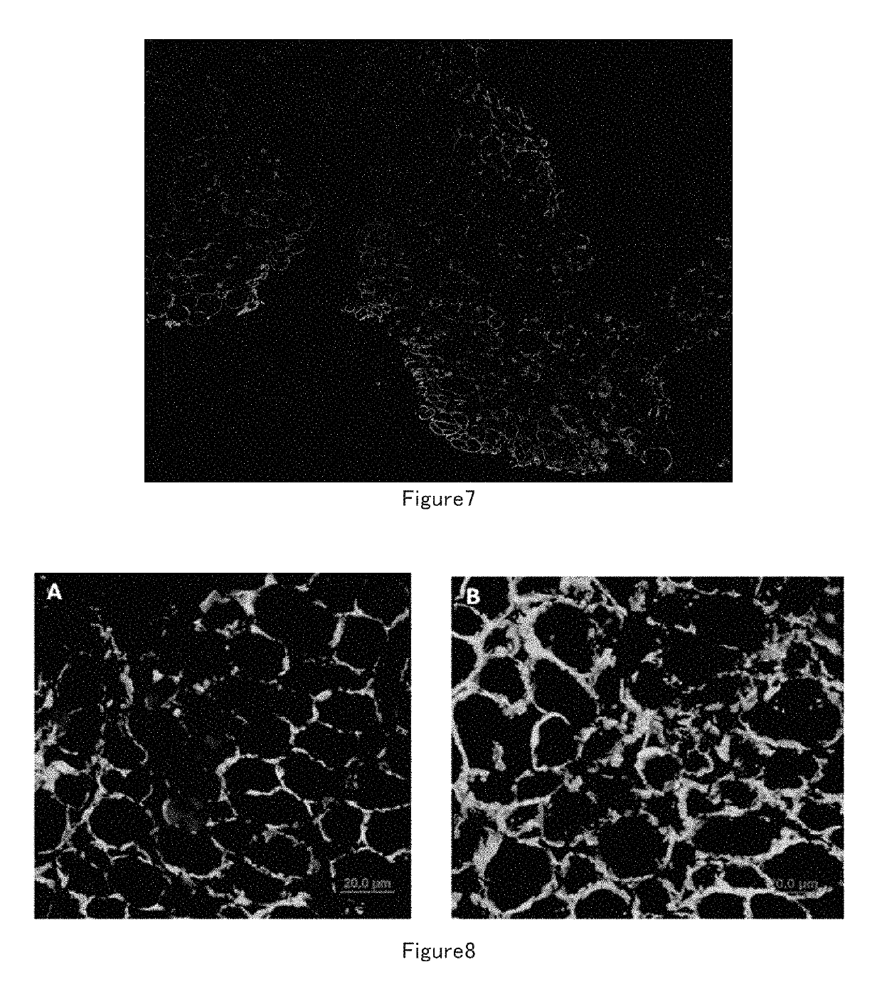 Muscle stem cell in vitro culture method and application