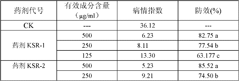 Compounded botanical synergistic fungicide containing sophocarpidine and osthol and preparation method of compounded botanical synergistic fungicide