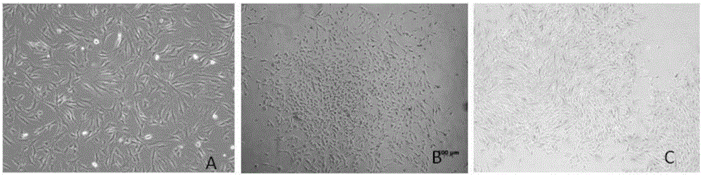 Purifying method of adipose-derived stem cells and application of stem cells on osteogenic induction and chondrogenesis