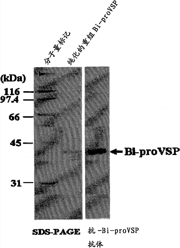 Serine protease isolated from the venom of bombus ignitus as fibrinogenolytic and fibrinolytic enzymes