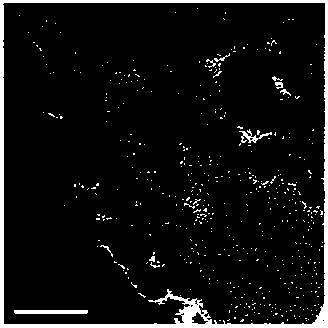 Graphene-metallic oxide nano-particle three-dimensional porous composite material