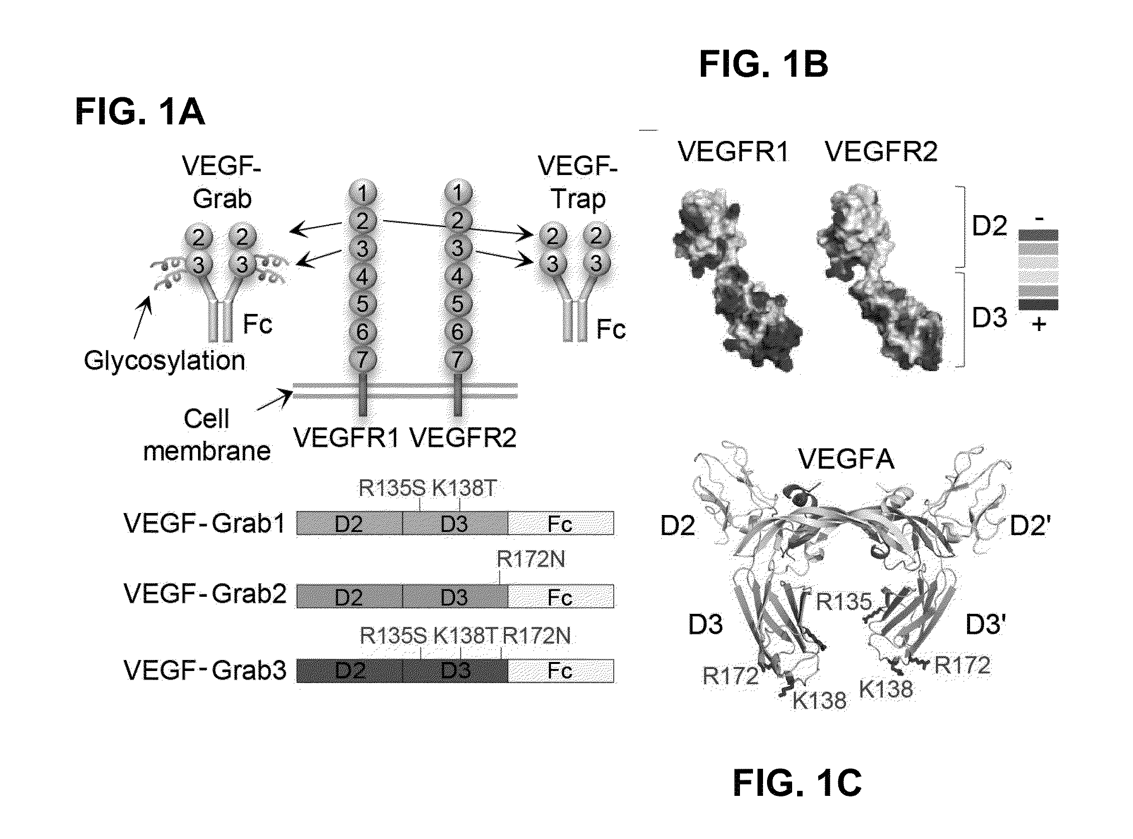 Method of treating eye disease using glycosylated VEGF decoy receptor fusion protein