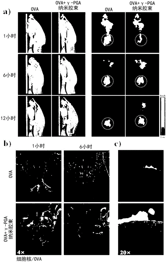 Mucus layer-adhesive poly gamma-glutamic acid nanomicelles and drug delivery system using same