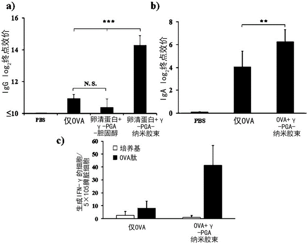 Mucus layer-adhesive poly gamma-glutamic acid nanomicelles and drug delivery system using same